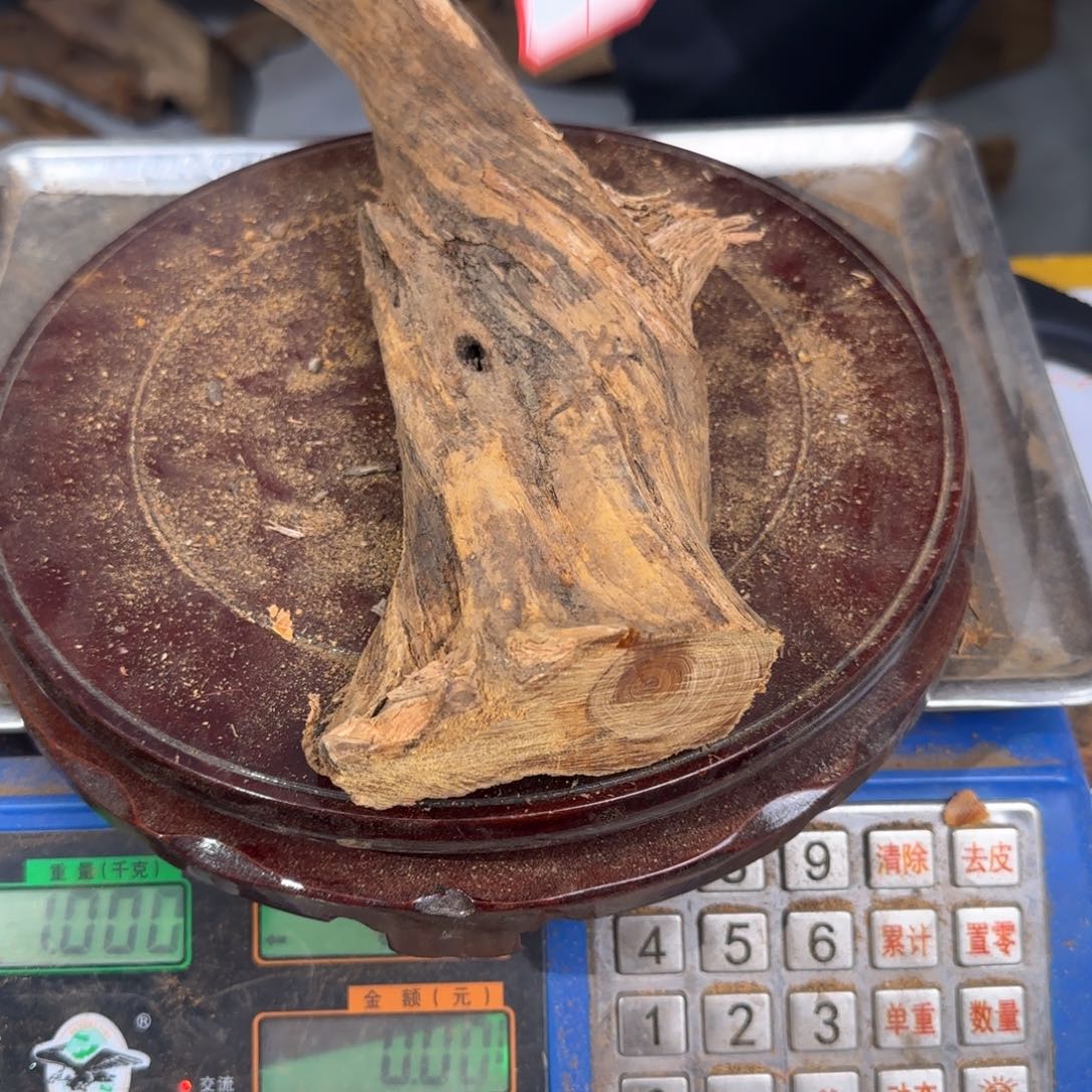 男***色崖柏太行崖柏易县料