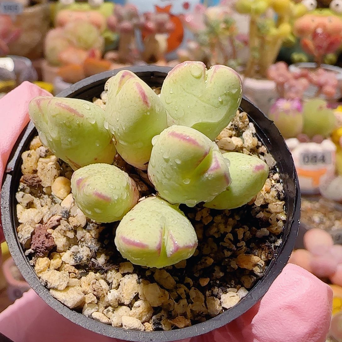 T可爱口笛盆口5cm