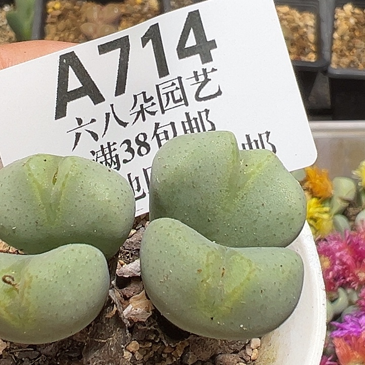 714号富士衣少将多肉植物