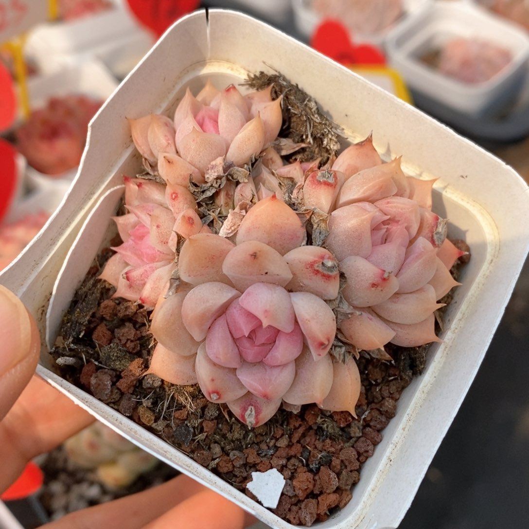 精品多肉一物一拍不包整75