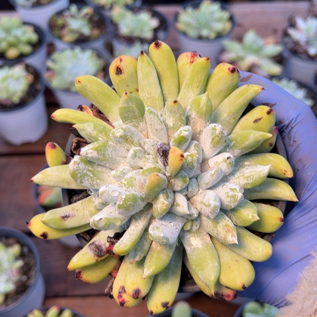 2148阿金尼缀化哈哈哈哈哈