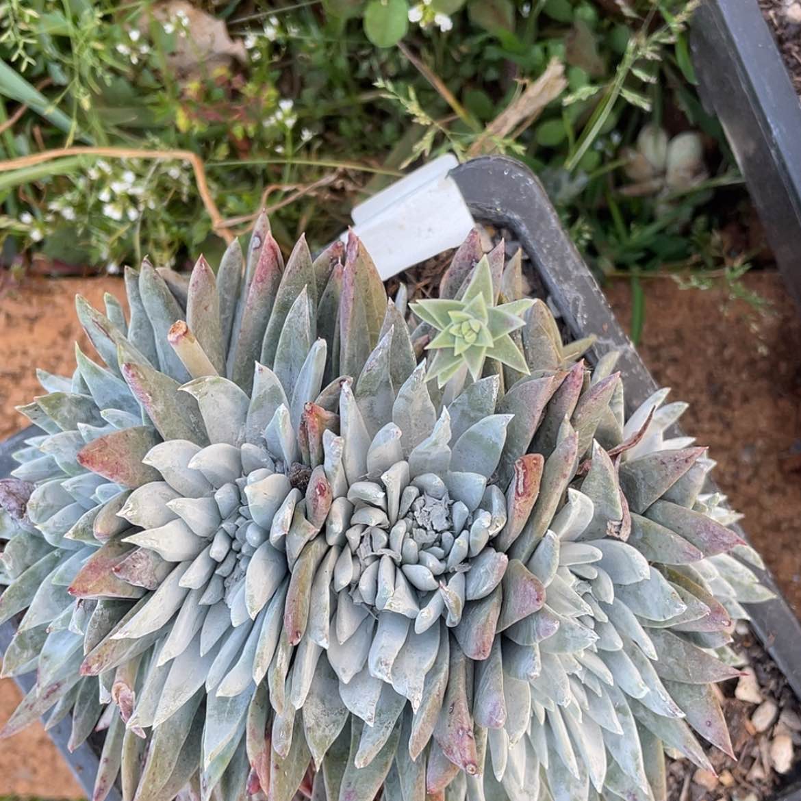 【闪购商品】6301白菊苹果