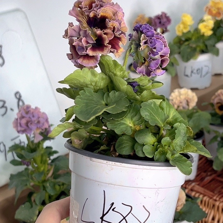 大部分花苞少量开放Lk88