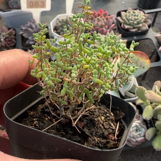 59枝干多肉植物多