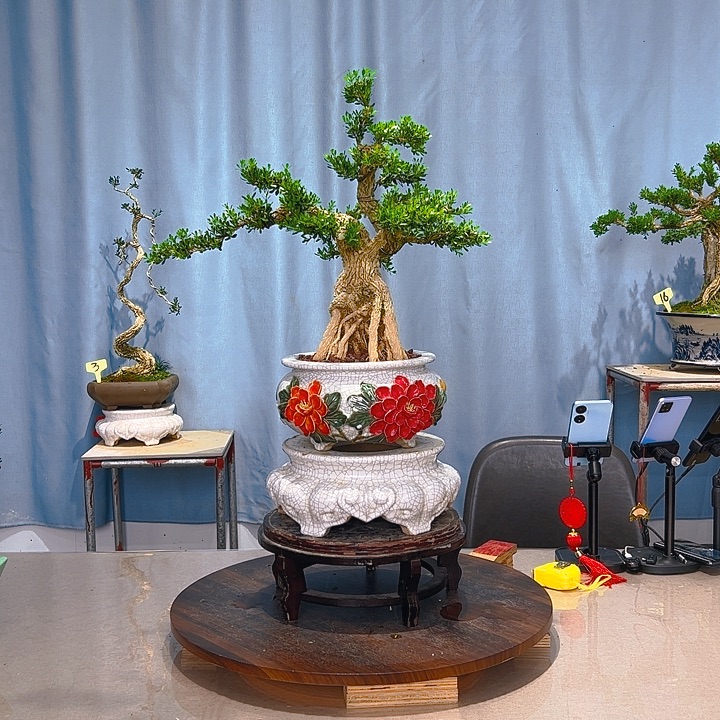 无花朵广东皱皮雀舌黄杨