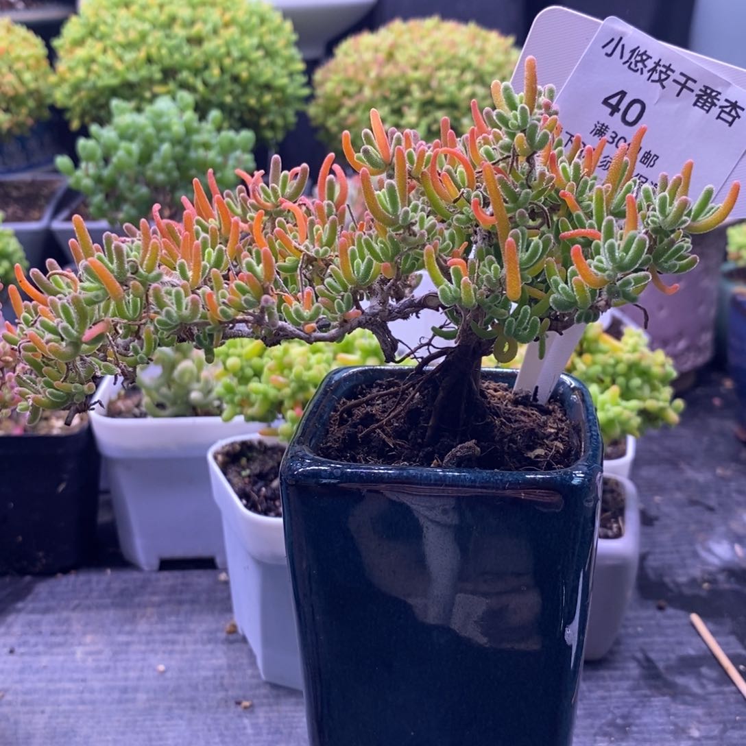 莫*10荧光兔带盆。     