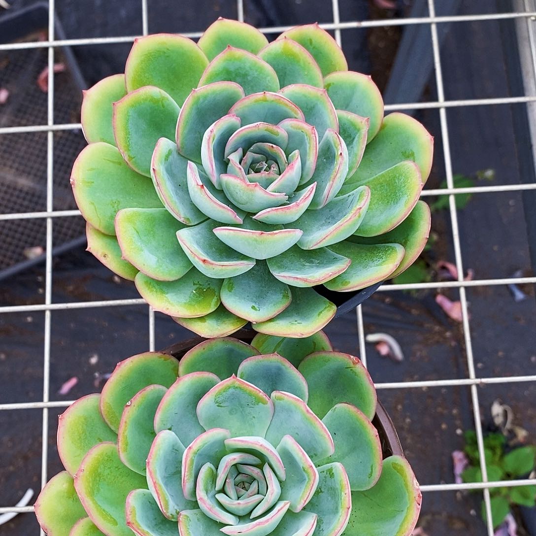 晨露大单头莲花座2盆