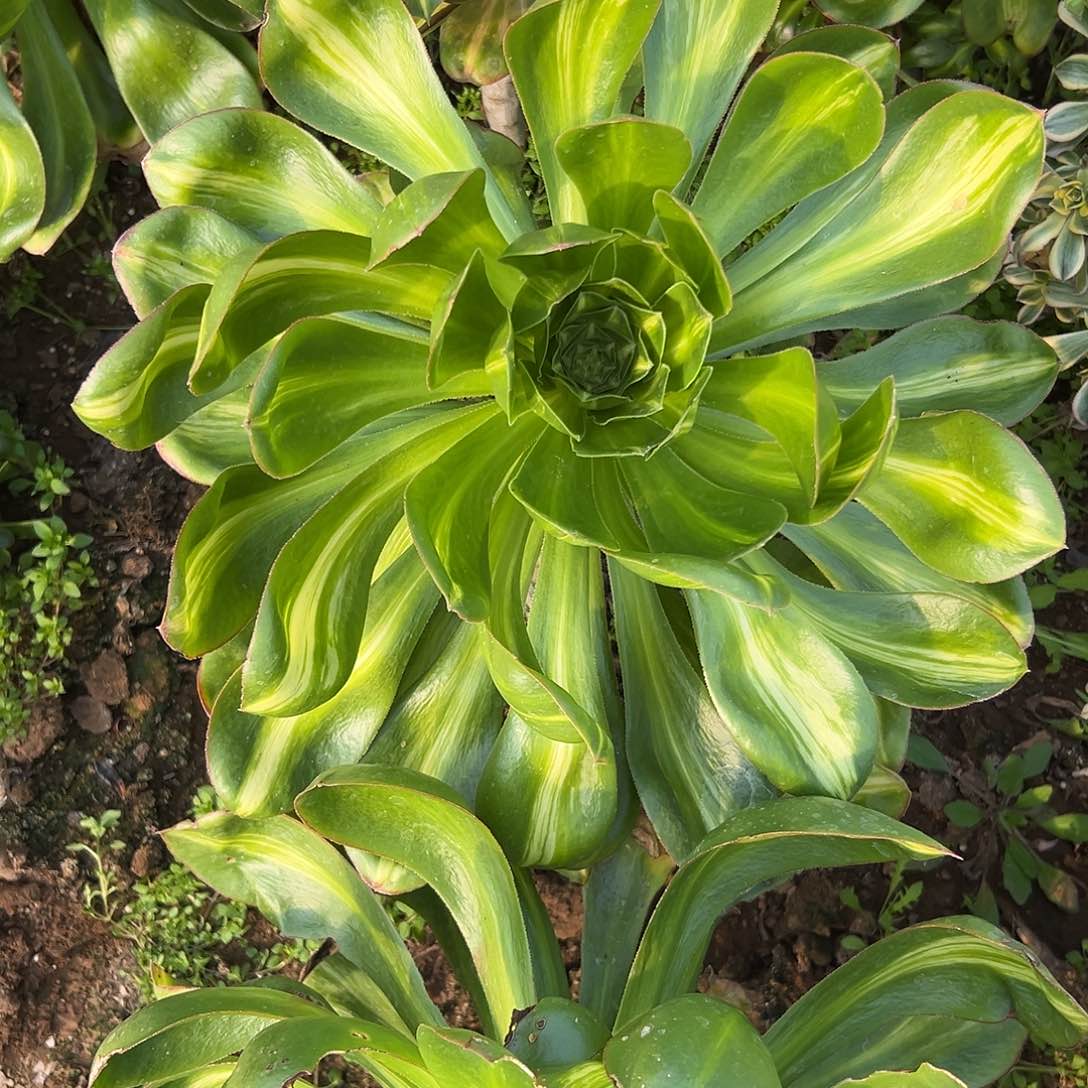 多肉植物燕姿中班大颗