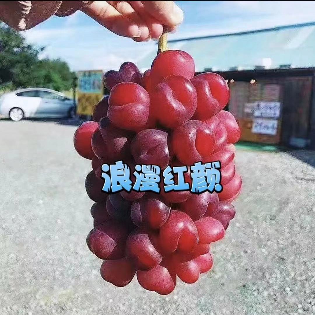 正宗浪漫红颜葡萄苗新品种葡萄果苗无核红提子嫁接果树苗盆栽包邮