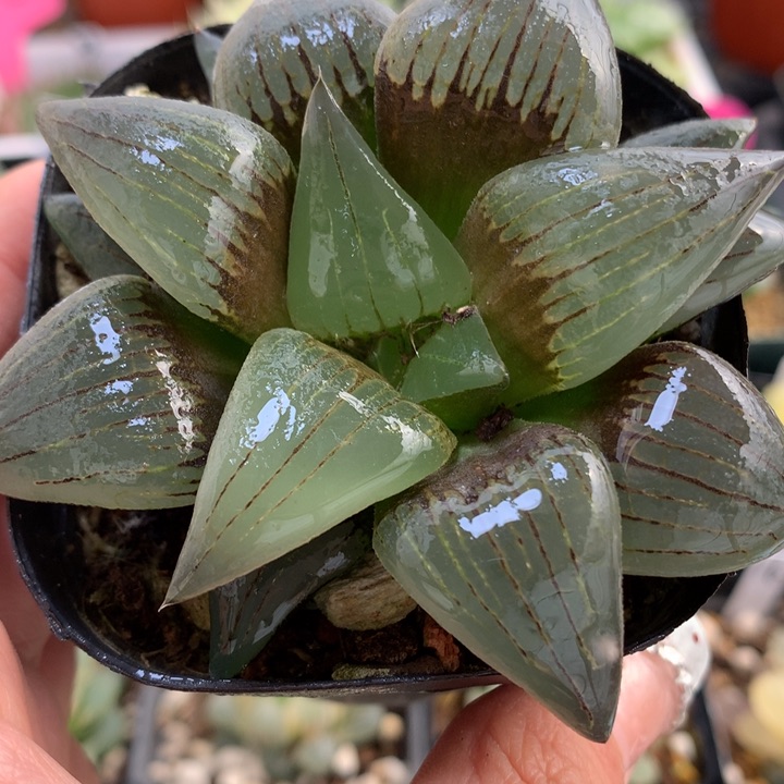 红纹寿带盆土发货