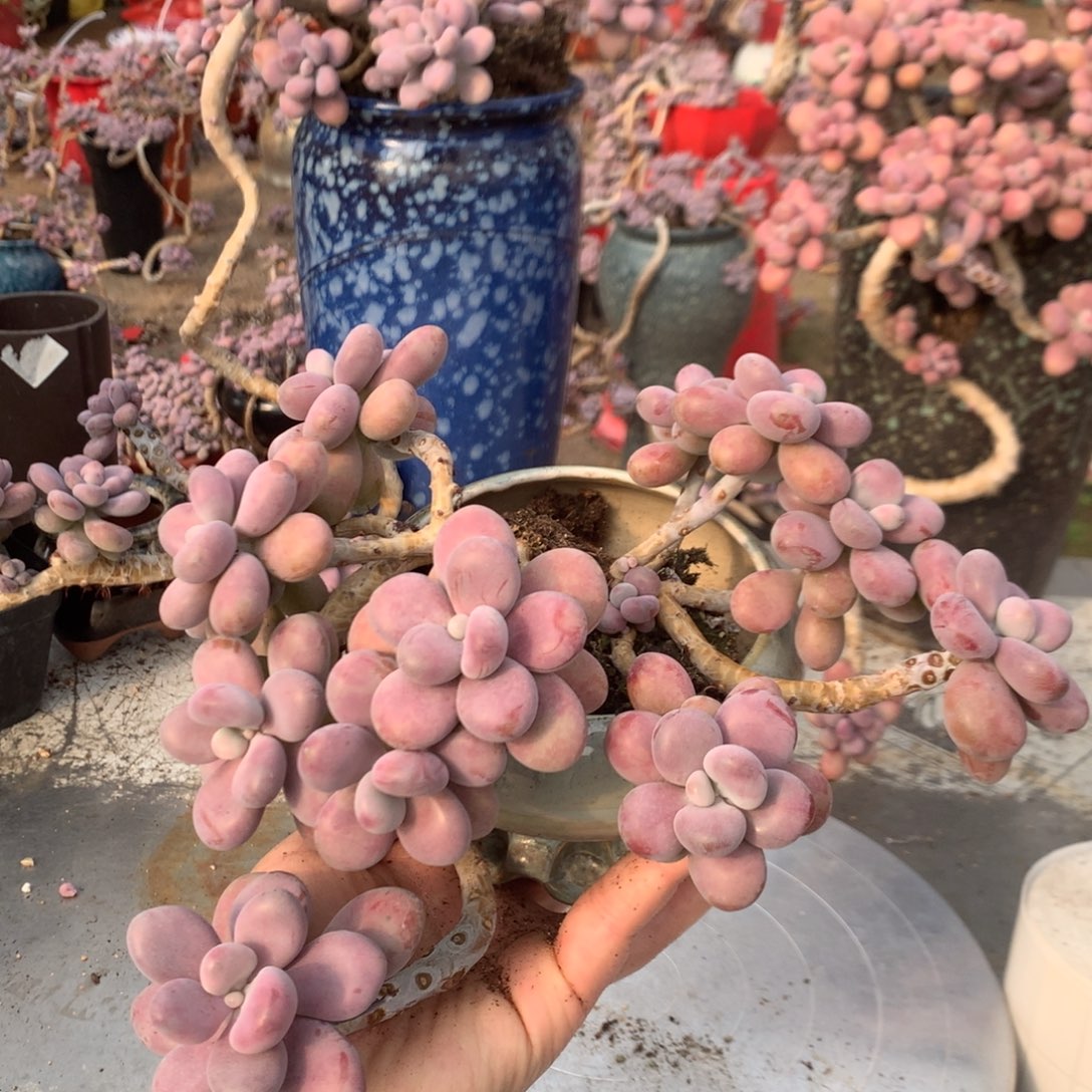 桃蛋老桩不带盆50号