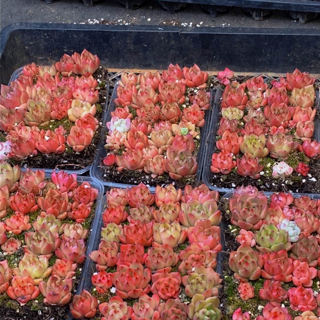 141多人在一起的时候量拍一盒