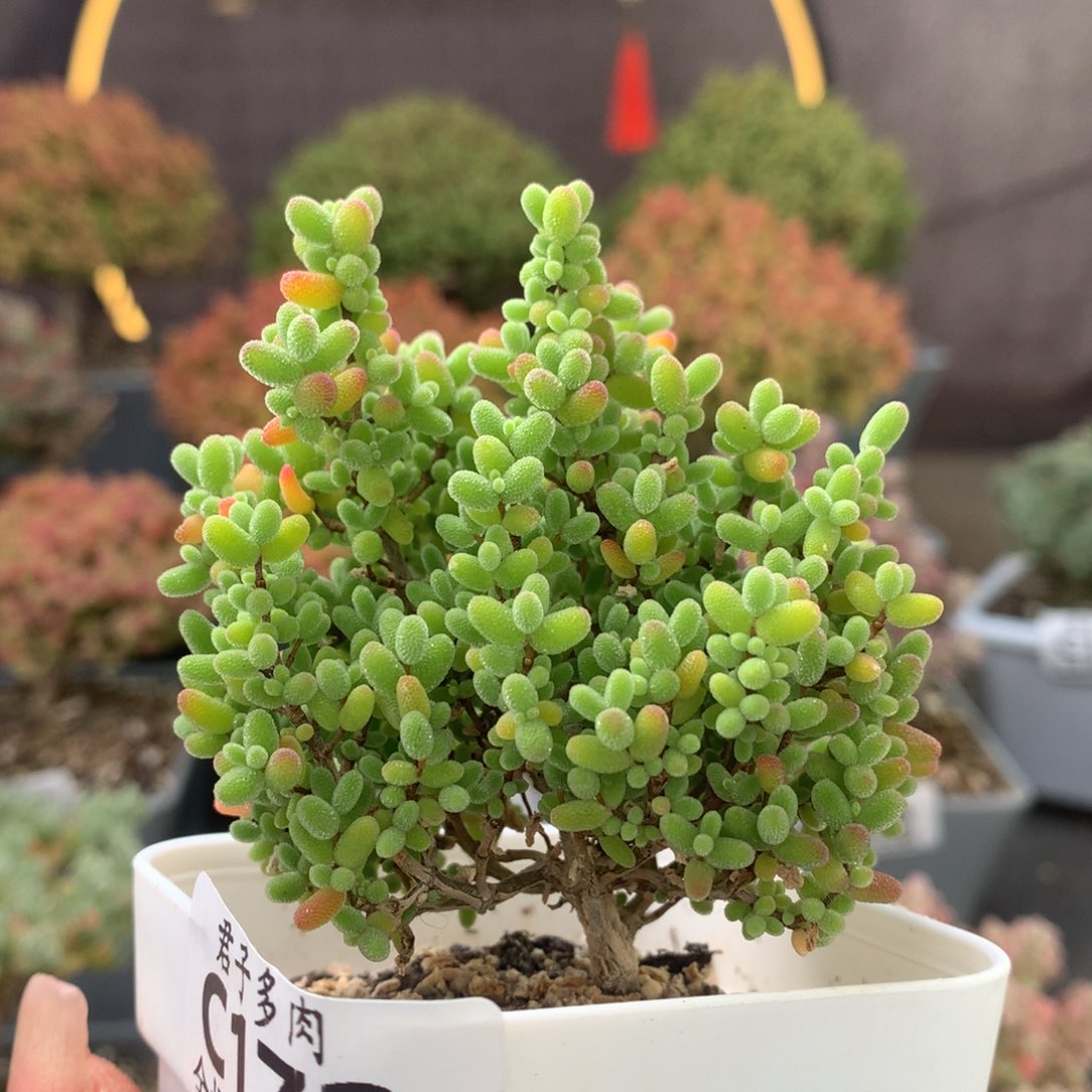 c172蜜橘枝干番杏