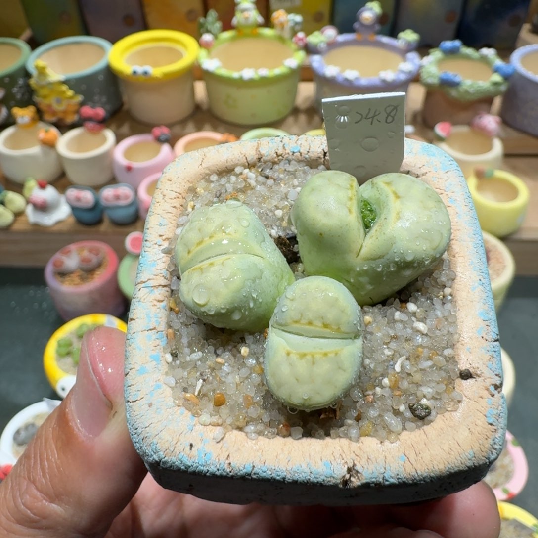 蘑菇1224奶油寿丽多肉植物