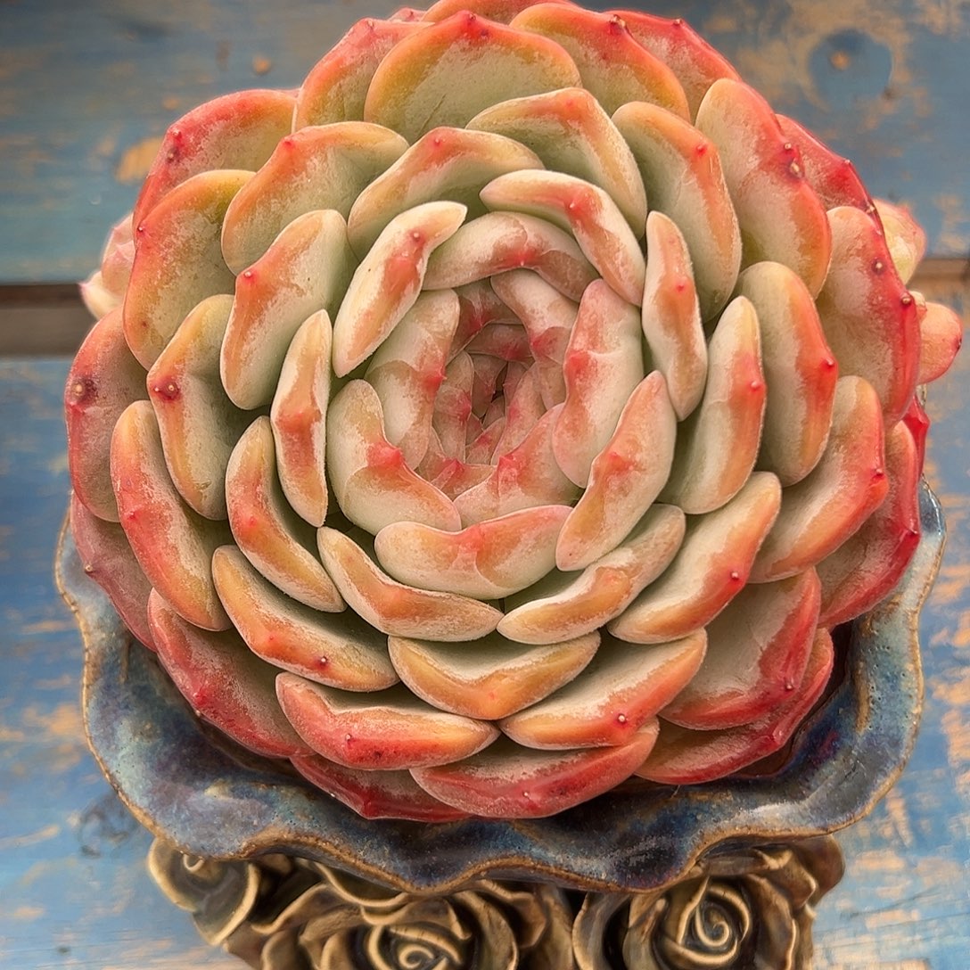 圆叶冰魄多肉植物