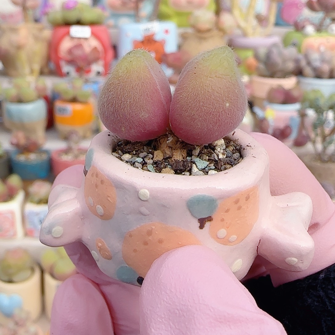 可爱小毛翠 盆口2cm