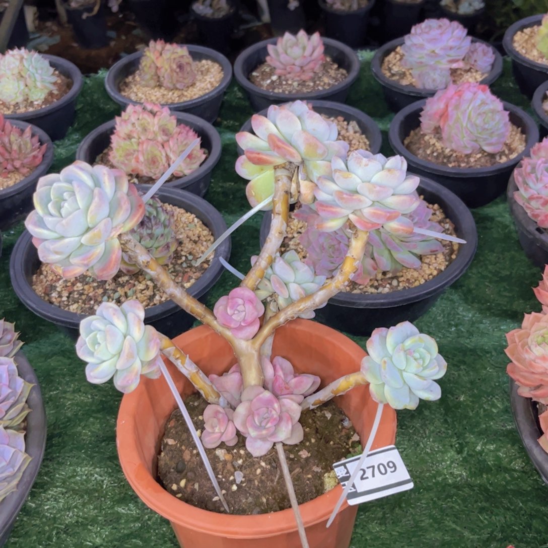 文***哒嫁接冰玉多肉植物2709