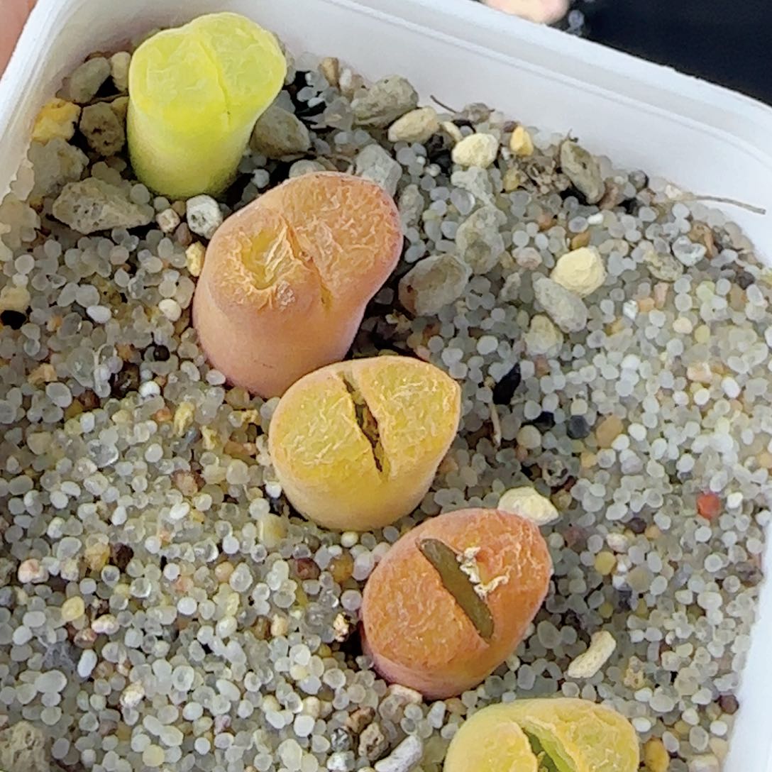 3.8.25/四年控养小风铃/