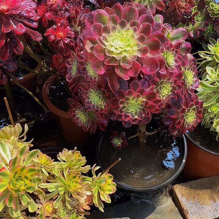 -***✿多肉植物法师营养土