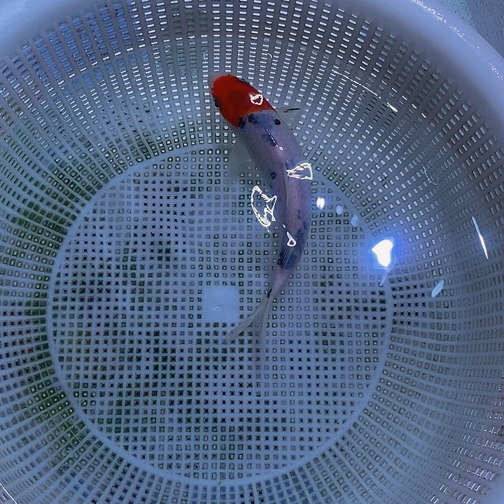 锦鲤纯种锦鲤开箱包活