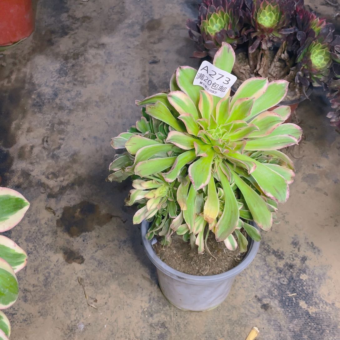 273艳日伞多肉法师