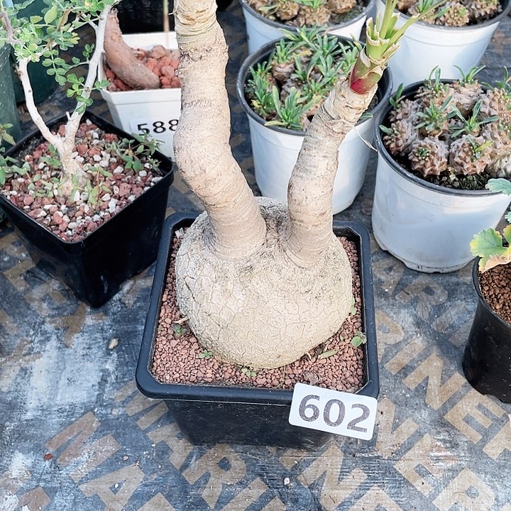 602原生妖桩酒瓶兰