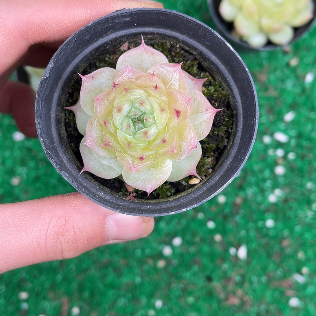 多肉一物一拍30-175