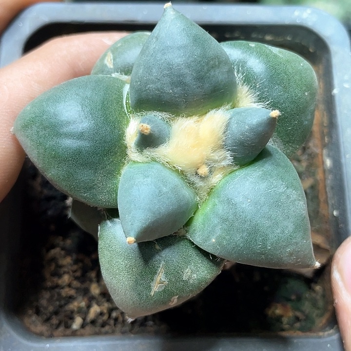 仙人球苗接达摩青瓷6.5公分153