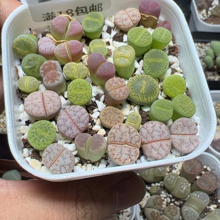【闪购商品】 1091。    