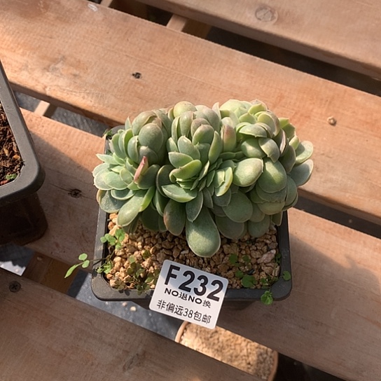 、***状桃花坞缀化232 亏本处理 7-8天发货