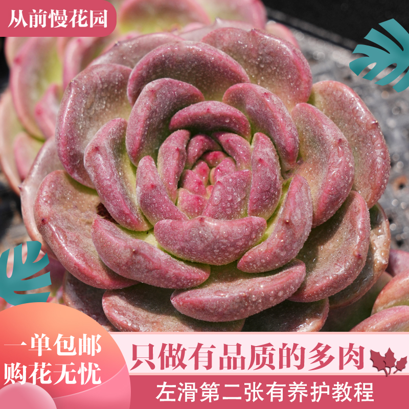 069-Q橙-从前慢花园东云系多肉植物多肉植物盆栽