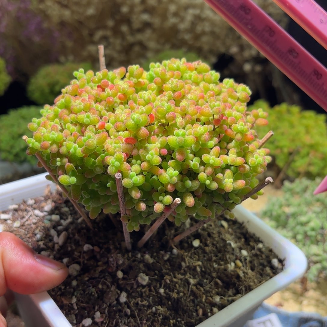 枝干番杏蜜橘糖球F735