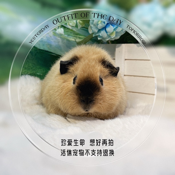 精品泰加妹妹 荷兰猪 豚鼠包邮包风险