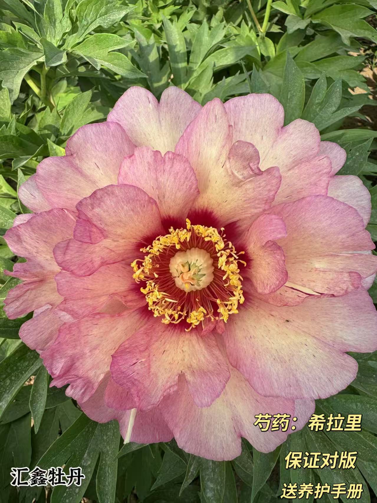 【希拉里】伊藤复色系山东菏泽基地直发地栽盆栽庭院种植观赏植物