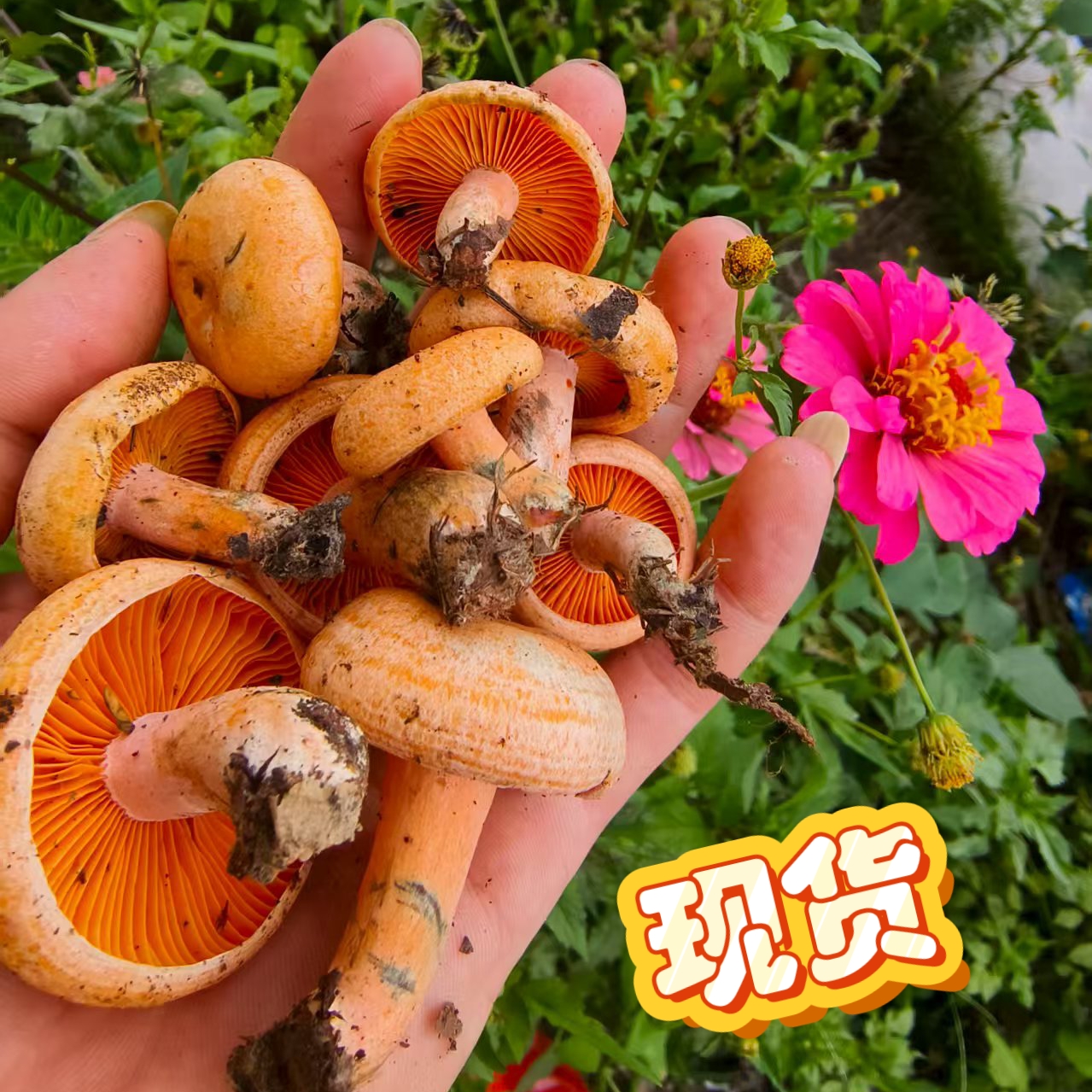 新鲜野生谷熟菌松树菌松乳菇松菌重阳菌雁鹅菌铜绿菌谷熟菌黄菌