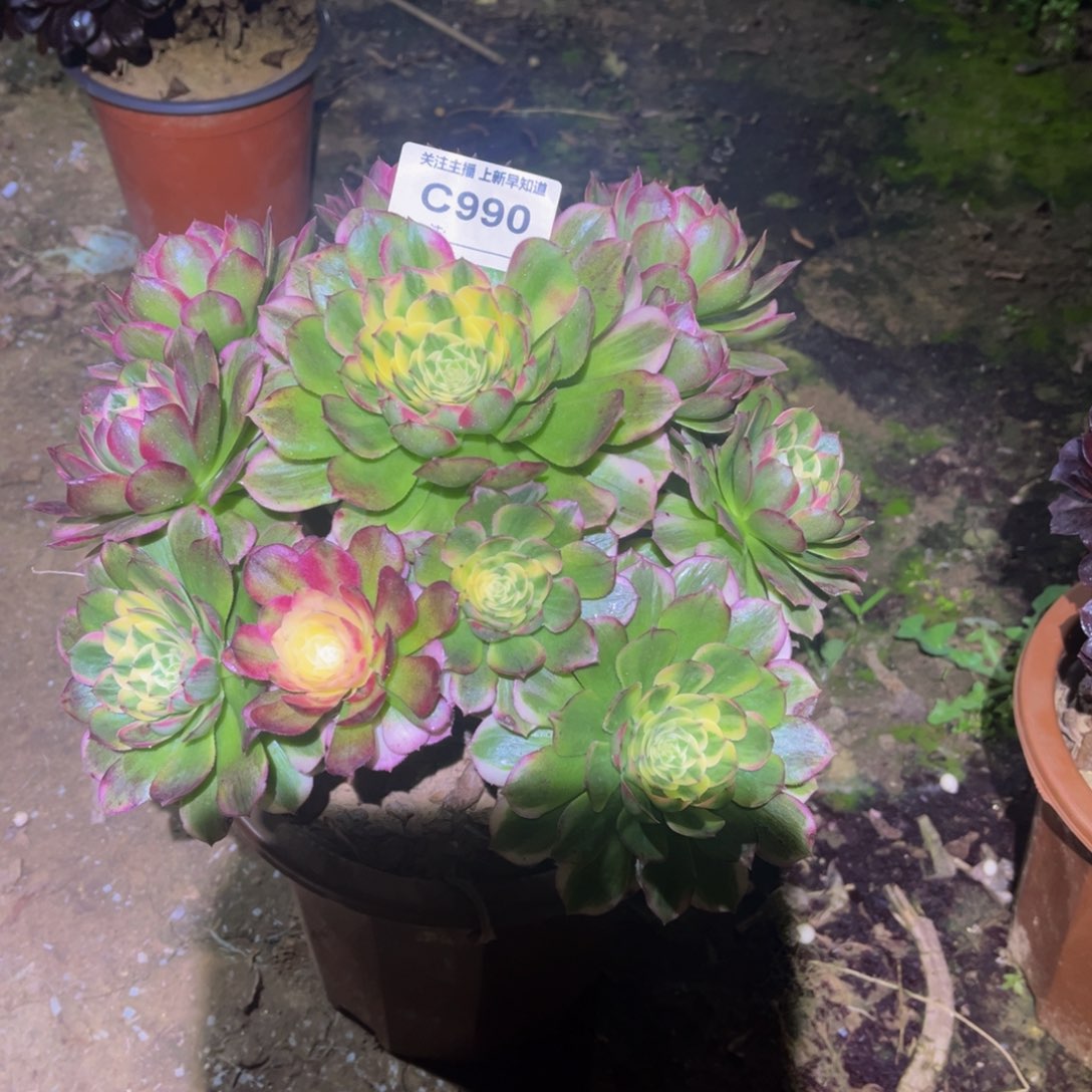 燕**吧多肉990海王