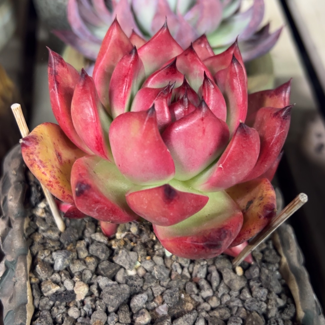 红魔老桩多肉植物