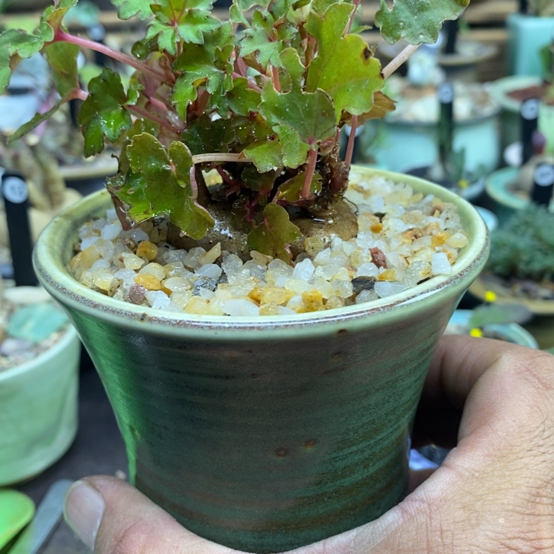 B***吖开普敦秋海棠带盆一物一拍