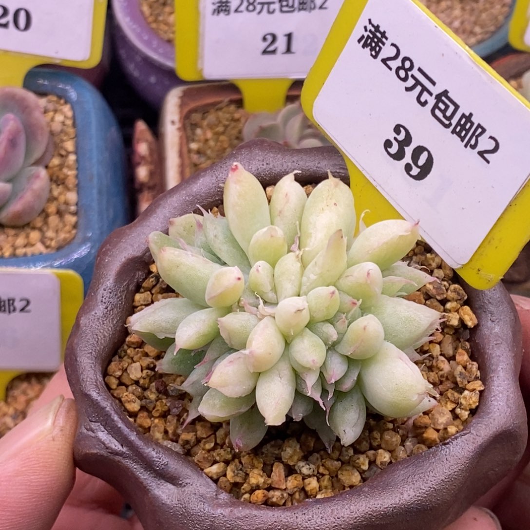 239风花雪月大群石化多肉