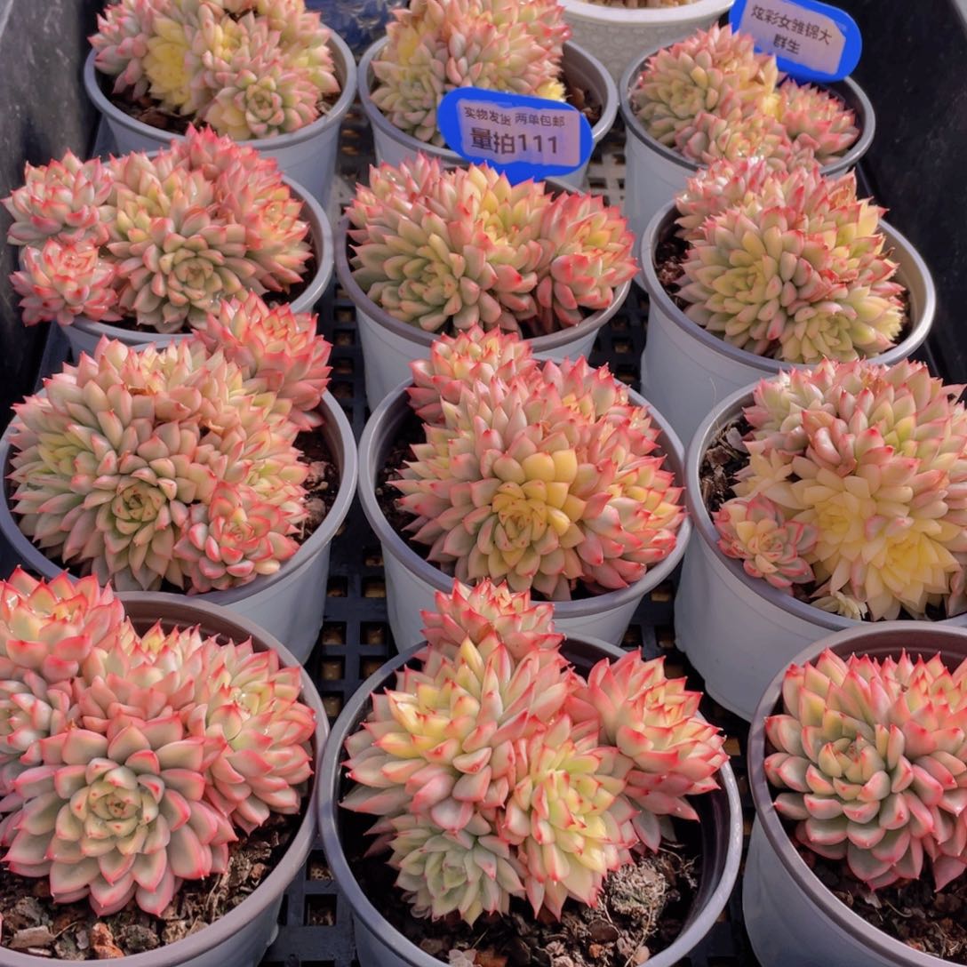 量拍111号 炫彩女雏锦大群生一个