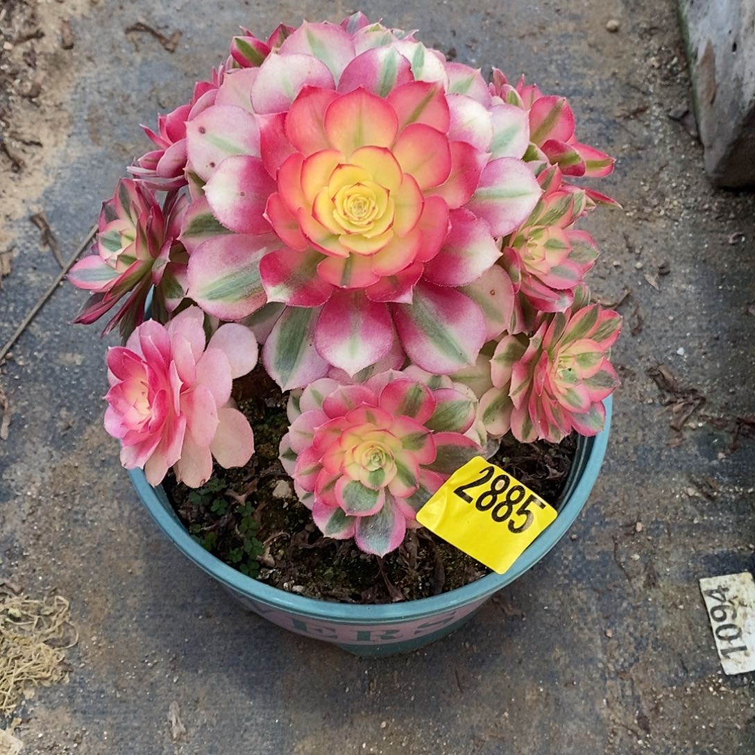 青城多肉法师2885