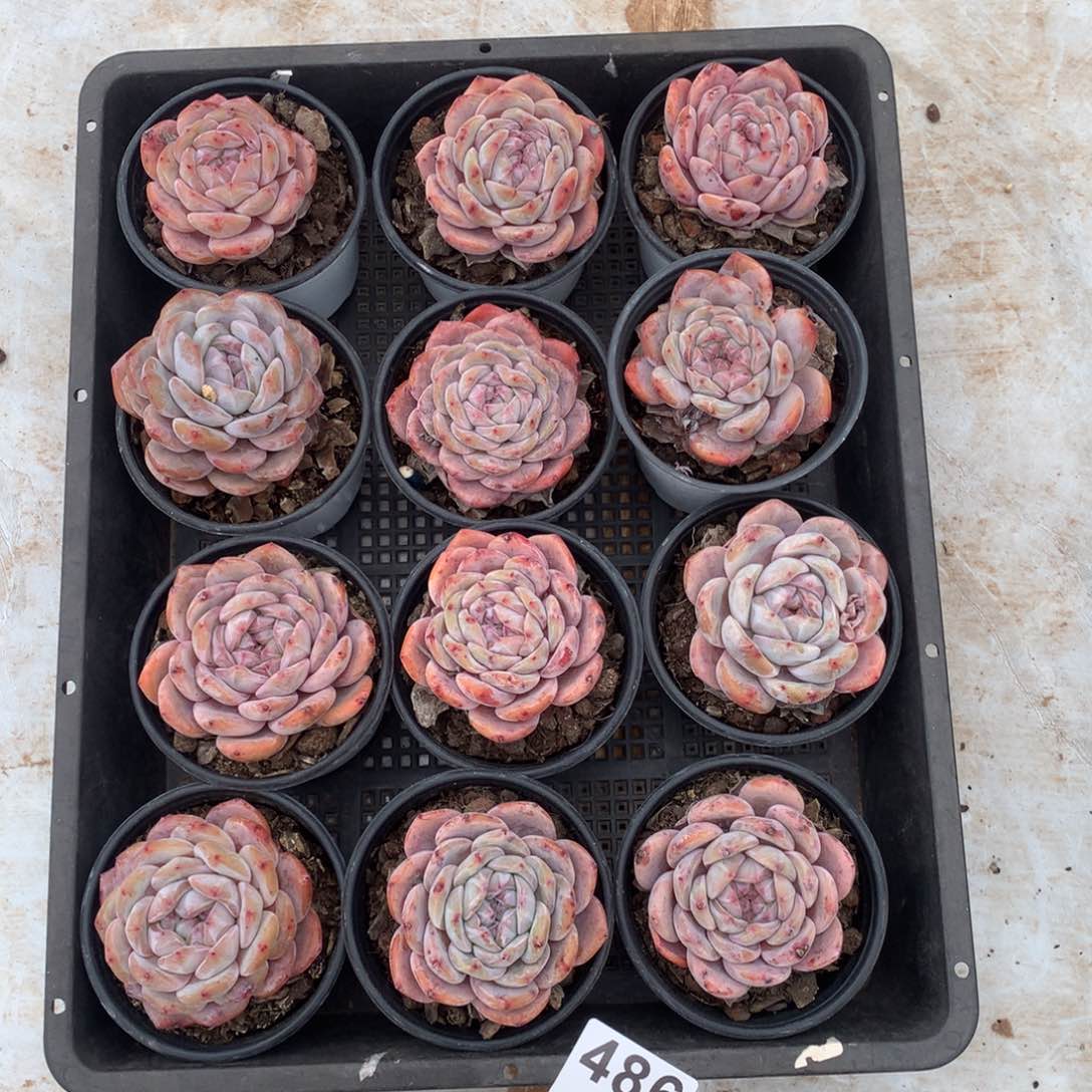 12颗橙梦露多肉，486