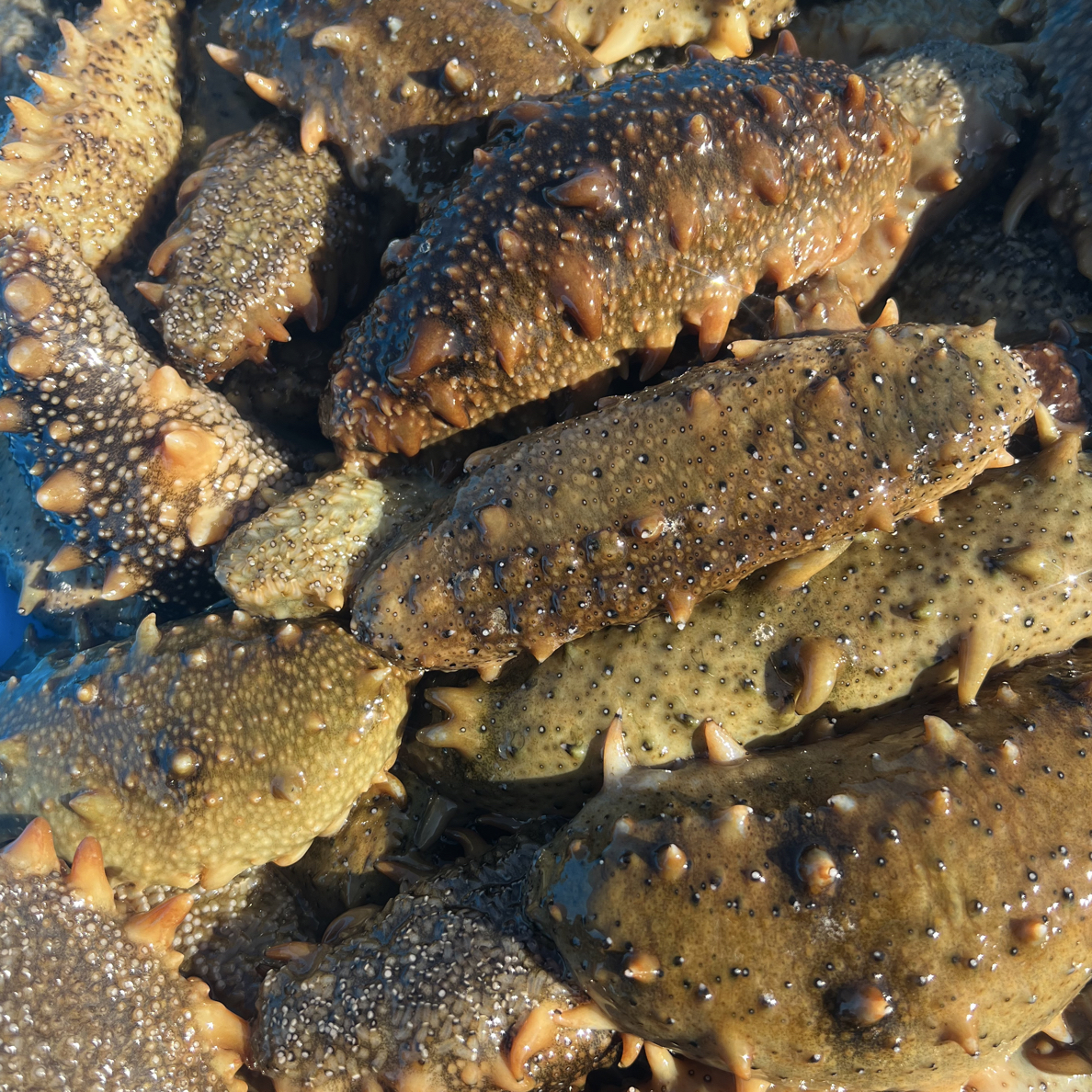 大连本地活海参 辽刺参 保鲜不保活（到手2斤，平均一斤4-5头左右）