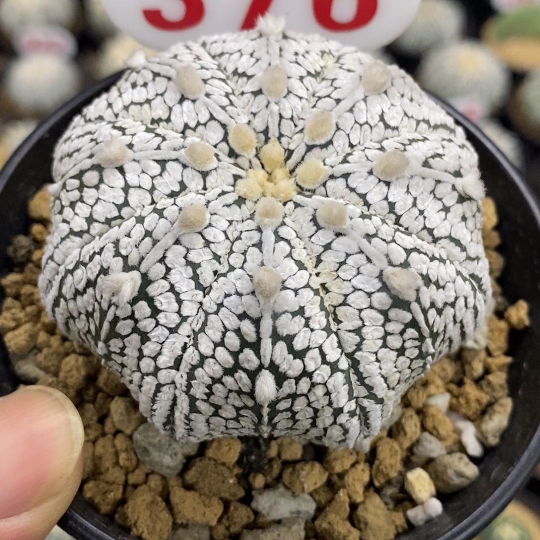 376浓白海星连线超兜