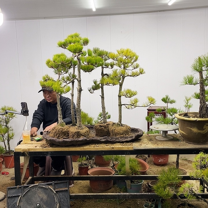 用****9黄山松盆景艺术中心