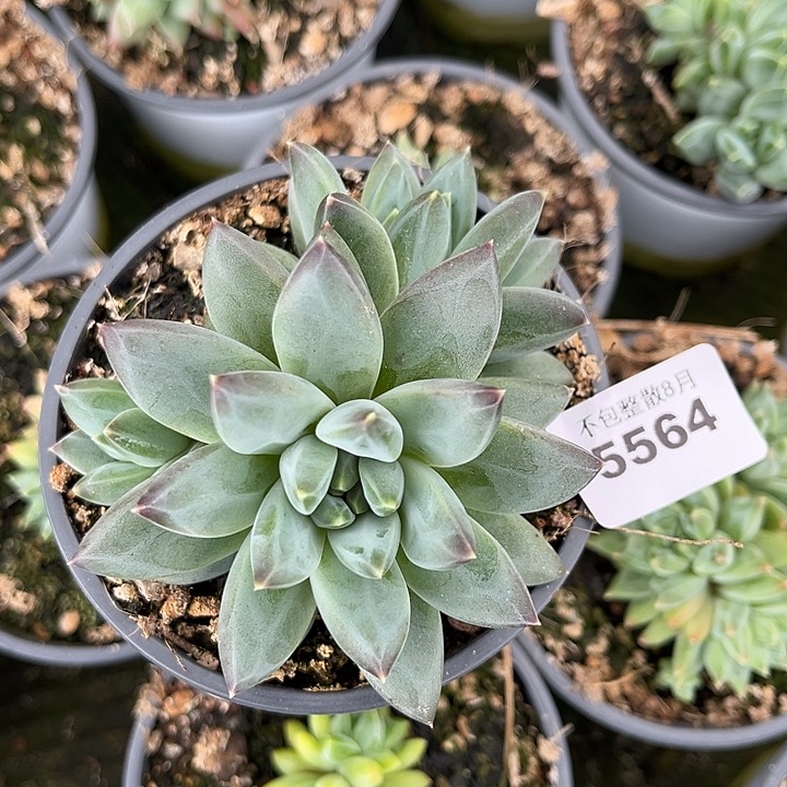 阿雅园艺。     5564