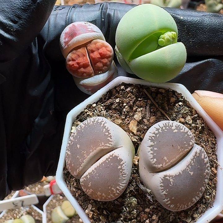 生石花111111。   299