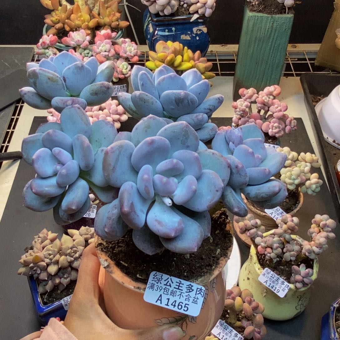 荷**染465咖啡美人多肉15c m