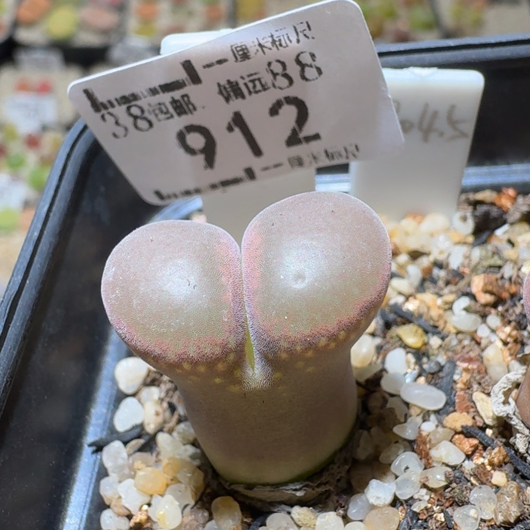 Sss精品便宜了912