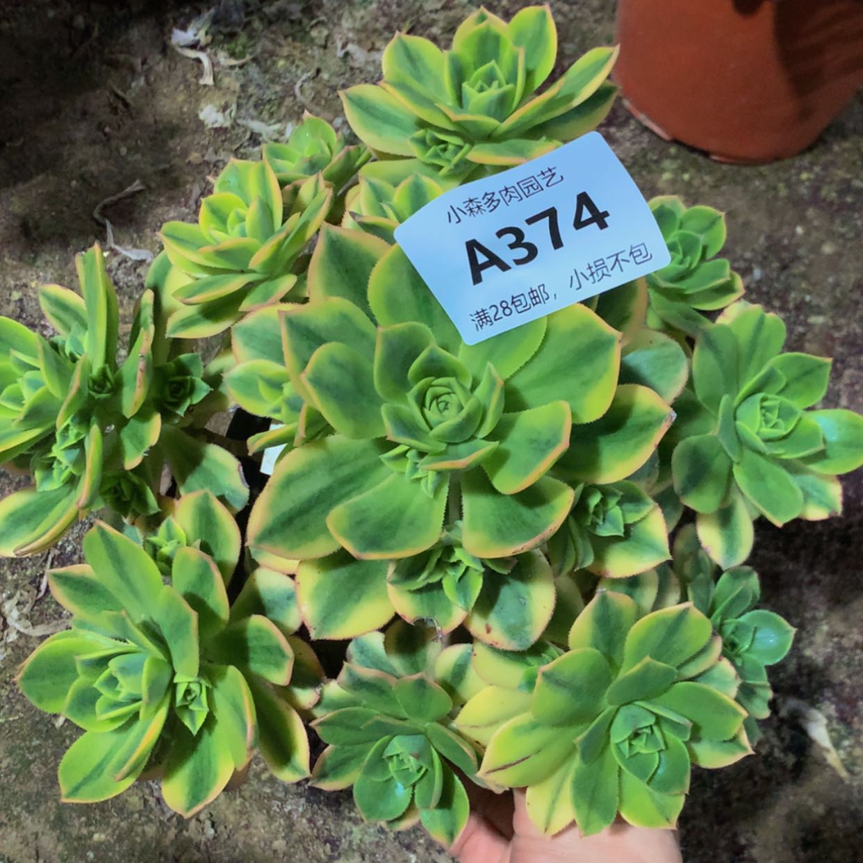 【闪购商品】374星爆多肉